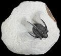 Spiny Cyphaspis Trilobite - Morocco #50551-1